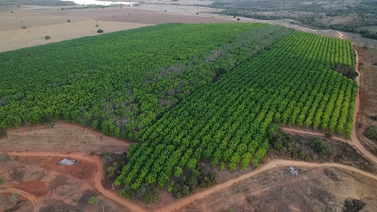 Aerial view of the BTO reforestation