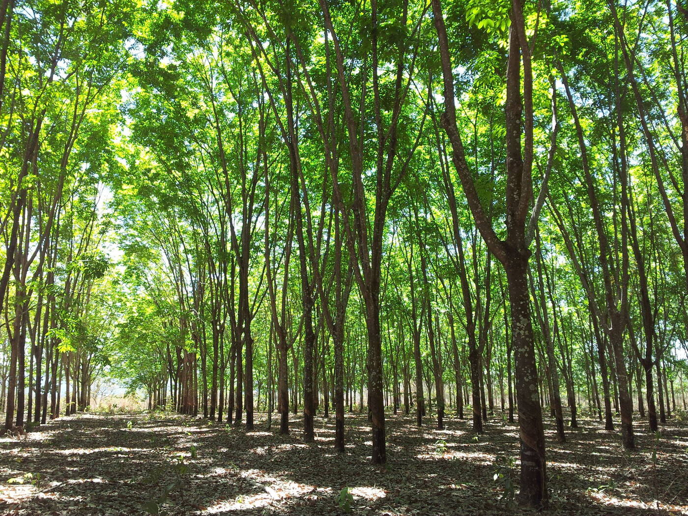 The reforestation avenues
