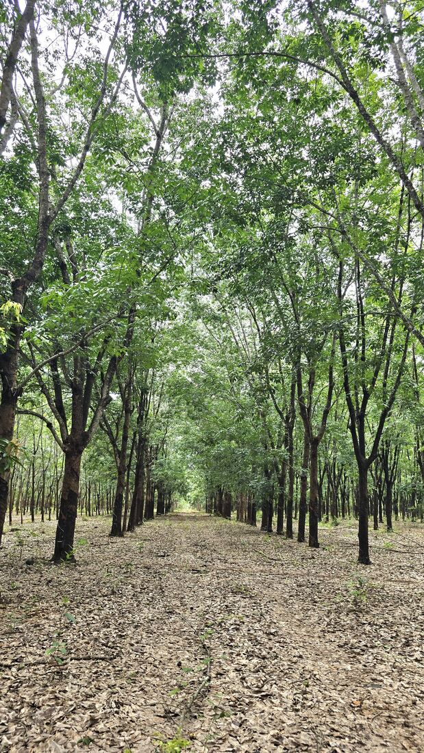 Between the planted rows