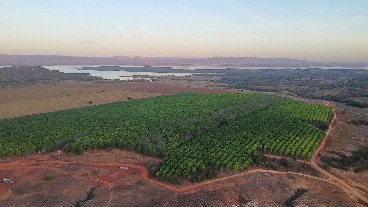 The reforestation at dusk